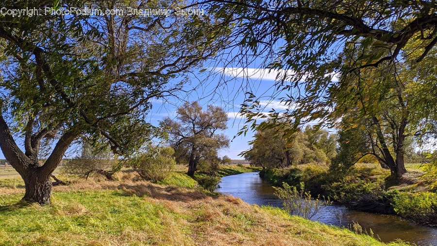 Plant, Tree, Outdoors, Water, Tree Trunk