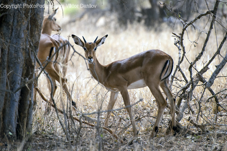 Wildlife, Antelope, Animal, Mammal, Impala