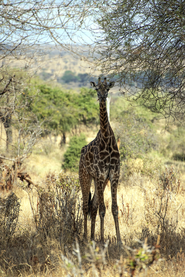 Wildlife, Giraffe, Animal, Mammal, Outdoors
