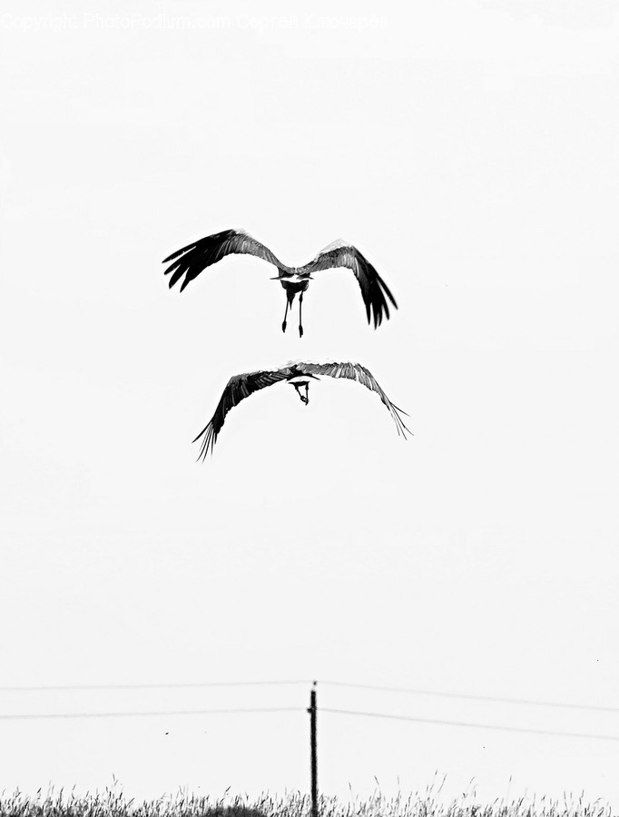 Animal, Bird, Flying, Stork