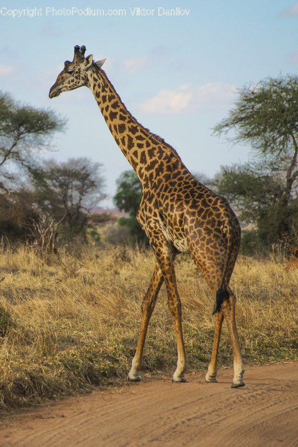 Mammal, Wildlife, Animal, Giraffe, Field
