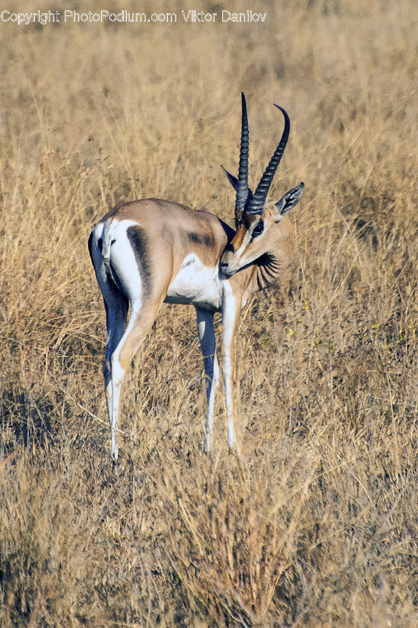 Animal, Antelope, Mammal, Wildlife, Gazelle