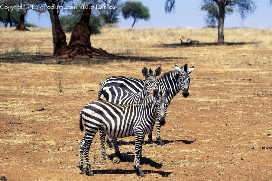 Zebra, Wildlife, Mammal, Animal, Ground
