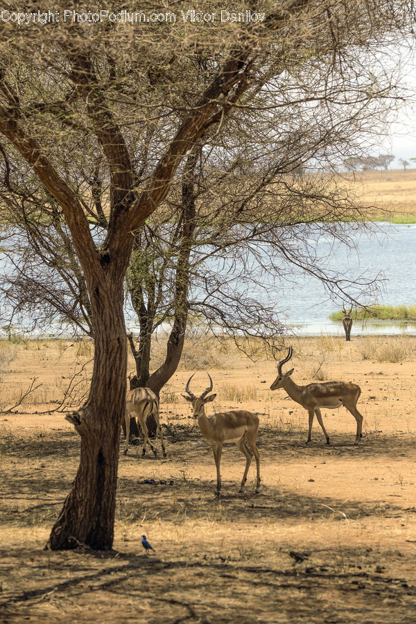 Antelope, Mammal, Animal, Wildlife, Impala