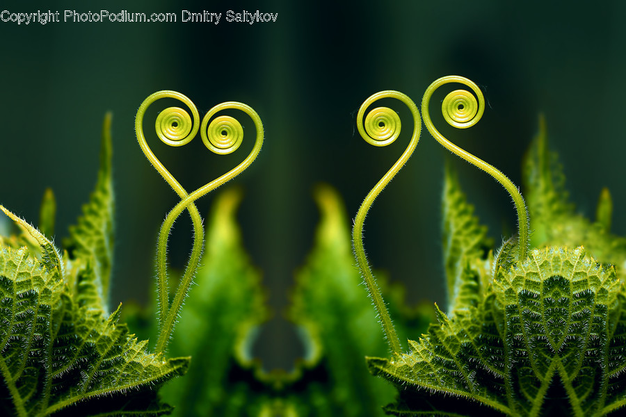 Green, Plant, Moss, Fern, Spiral