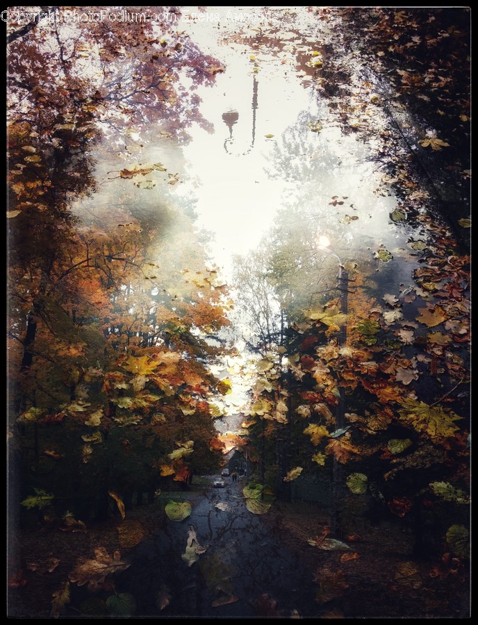 Leaf, Plant, Tree, Maple, Painting