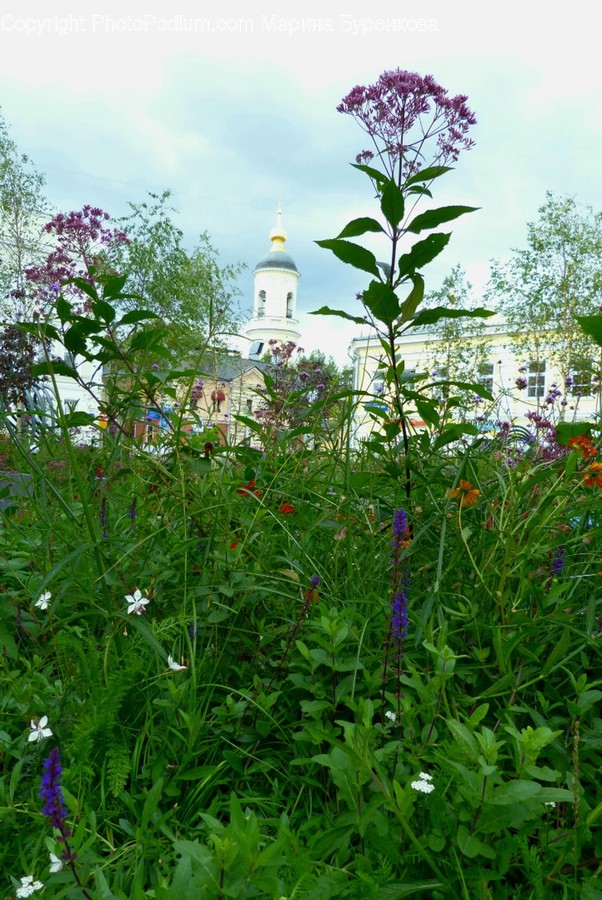 Plant, Blossom, Flower, Geranium, Tower