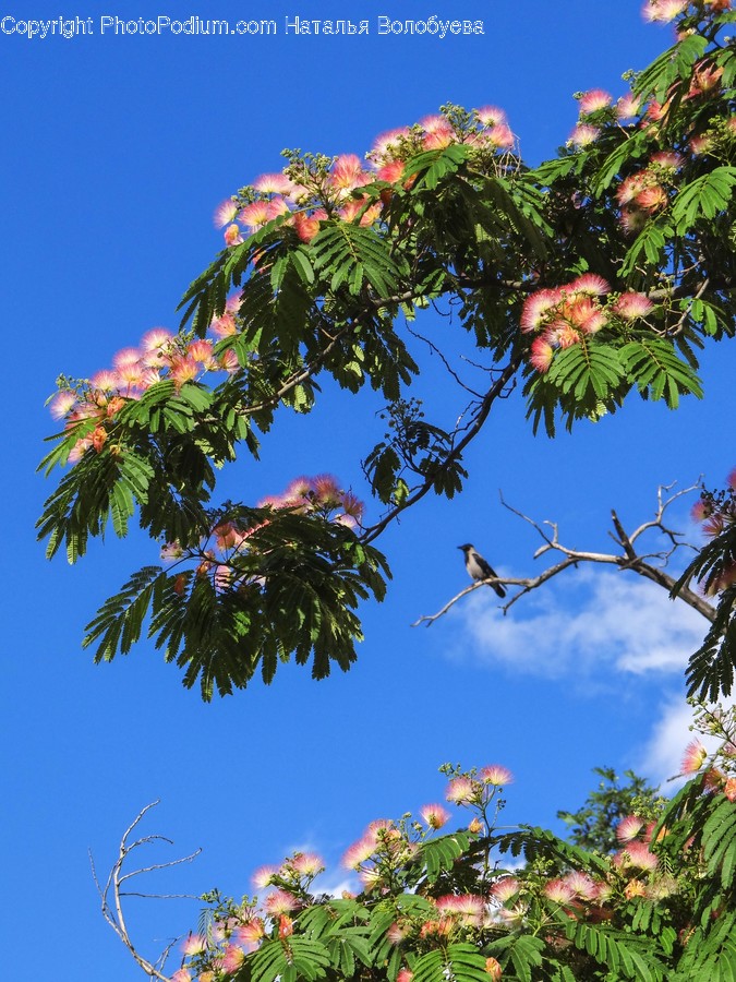 Plant, Animal, Bird, Leaf, Tree