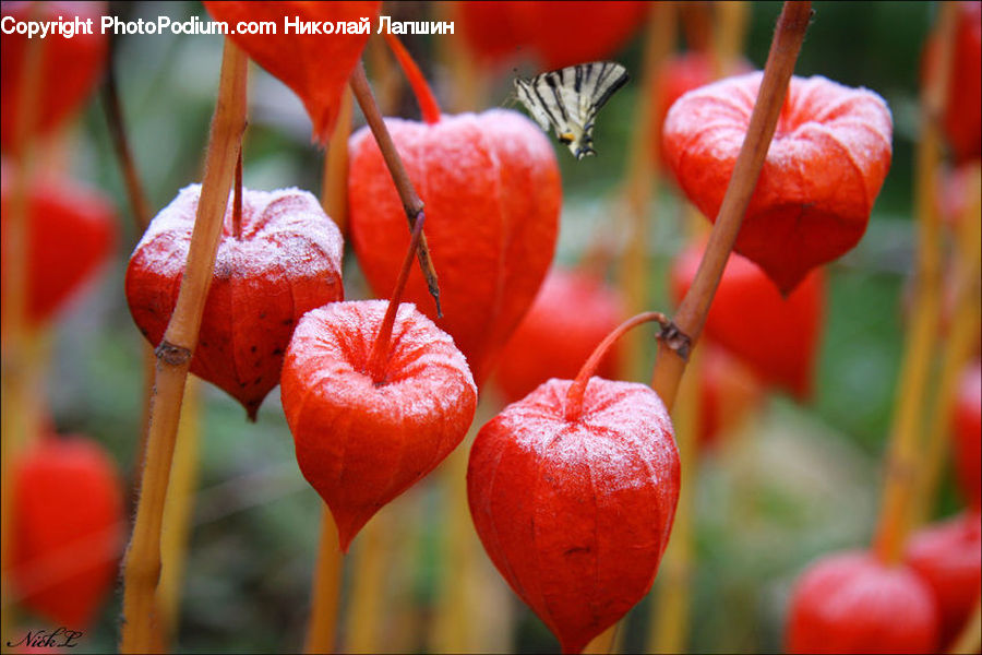 Cherry, Fruit, Anthurium, Flower, Plant, Blossom, Flora