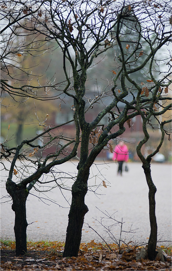 Plant, Tree, Tree Trunk, Human, Person