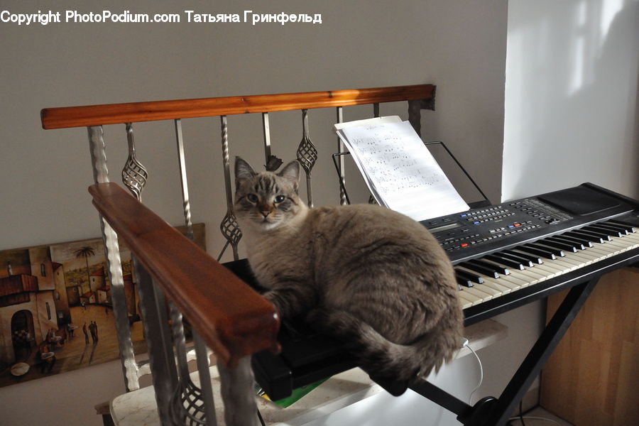 Grand Piano, Musical Instrument, Piano, Abyssinian, Animal, Cat, Mammal