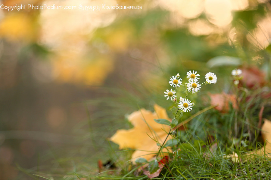 Plant, Blossom, Daisies, Daisy, Flower