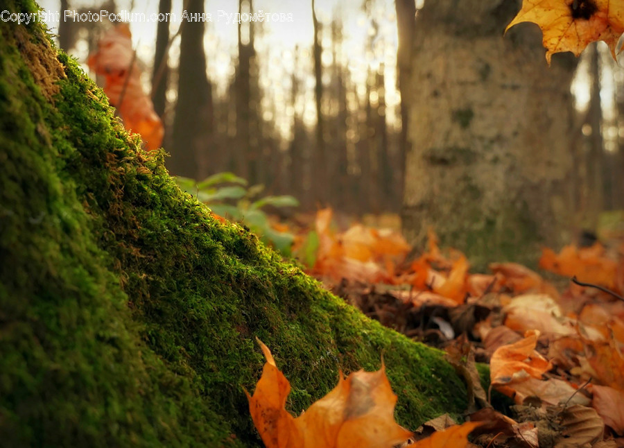 Plant, Leaf, Tree, Moss, Tree Trunk