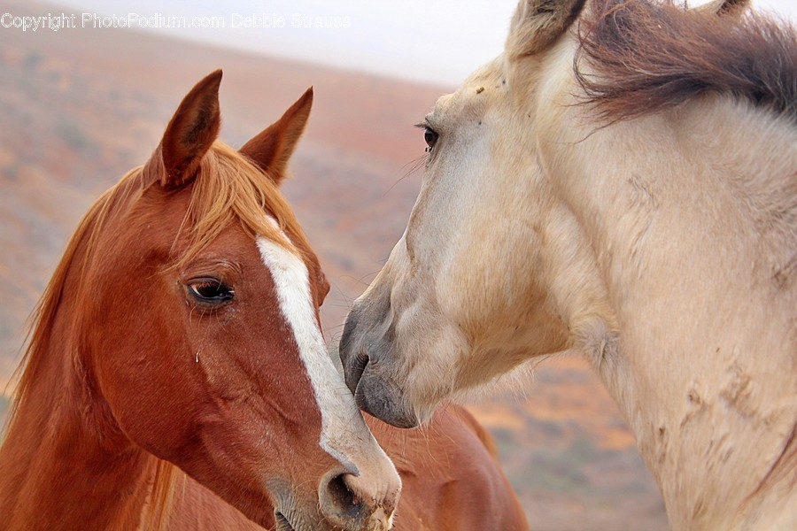 Horse, Mammal, Animal, Colt Horse, Foal