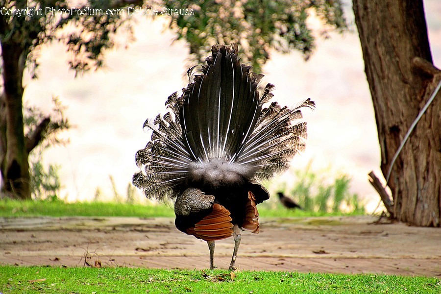 Animal, Bird, Peacock