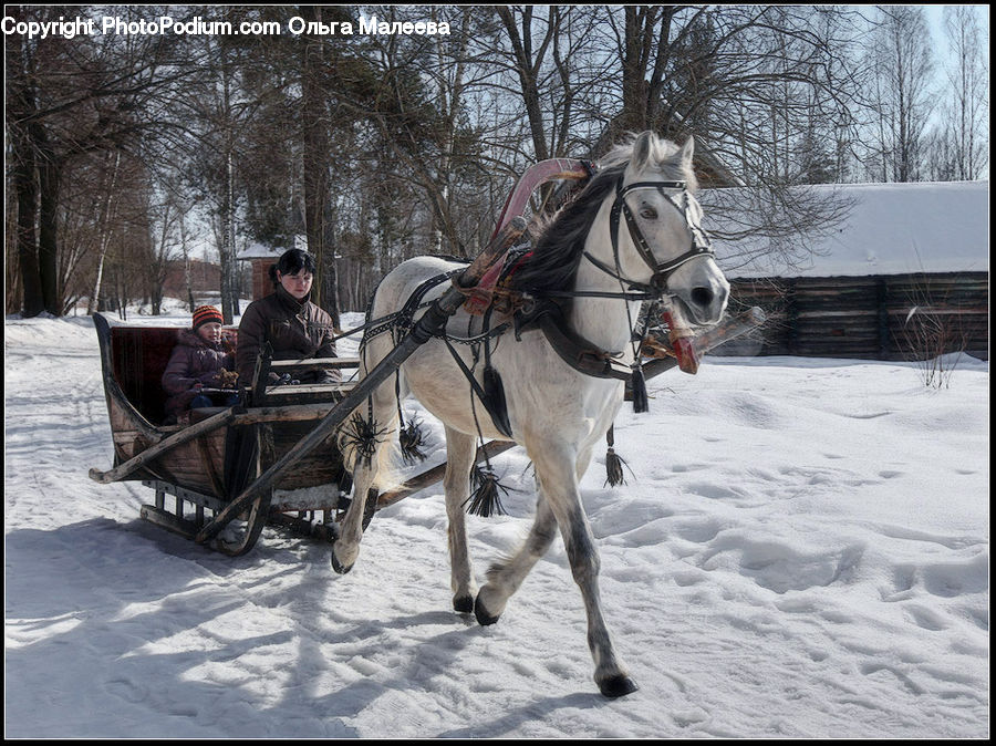 People, Person, Human, Carriage, Horse Cart, Vehicle, Animal