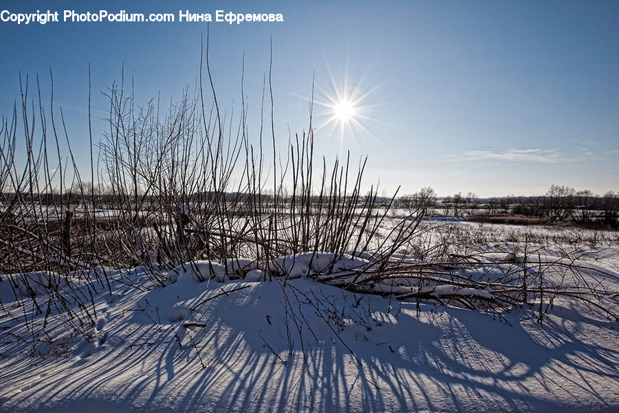 Arctic, Snow, Winter, Field, Grass, Grassland, Plant