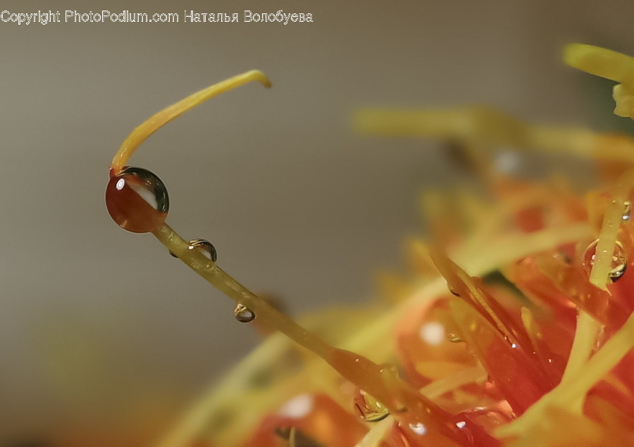 Droplet, Plant, Photo, Photography, Blossom