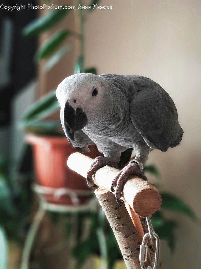 Animal, Bird, Parrot, African Grey Parrot