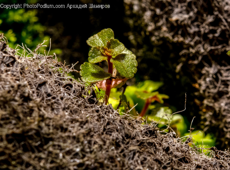 Plant, Moss, Soil, Leaf, Ground