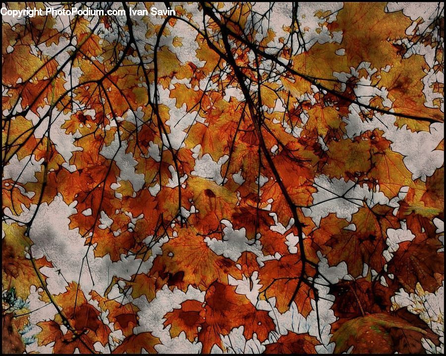 Maple, Tree, Wood, Art, Modern Art, Maple Leaf, Plant