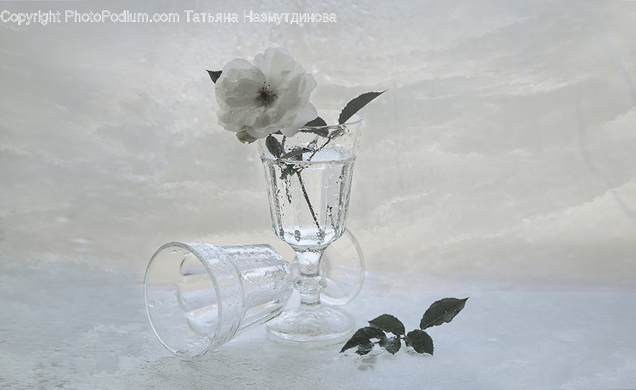 Glass, Goblet, Plant, Flower, Blossom