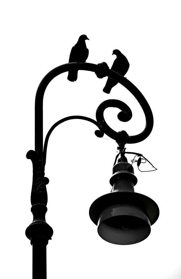 Bird, Animal, Lamp Post, Lamp, Silhouette