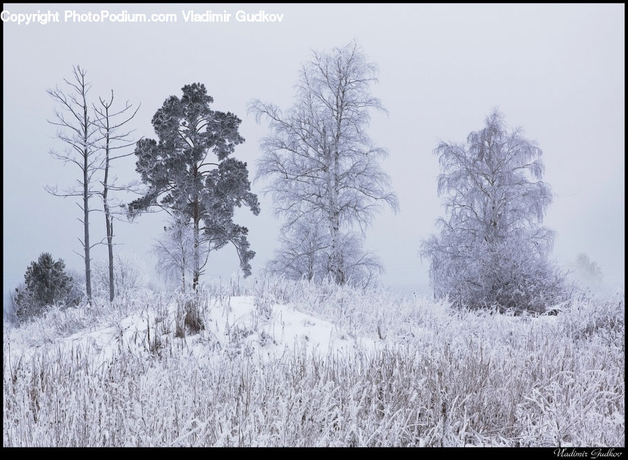 Frost, Ice, Outdoors, Snow, Plant, Tree, Conifer