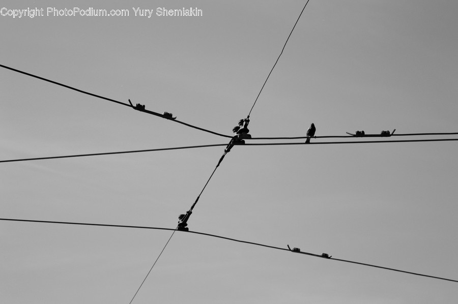 Bird, Animal, Wire, Barbed Wire, Utility Pole