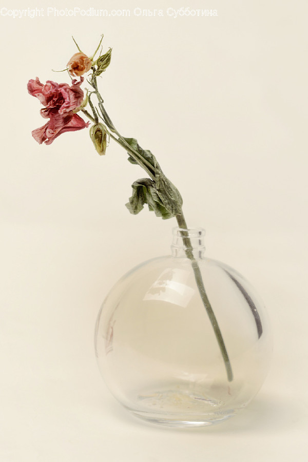 Plant, Jar, Pottery, Vase, Art
