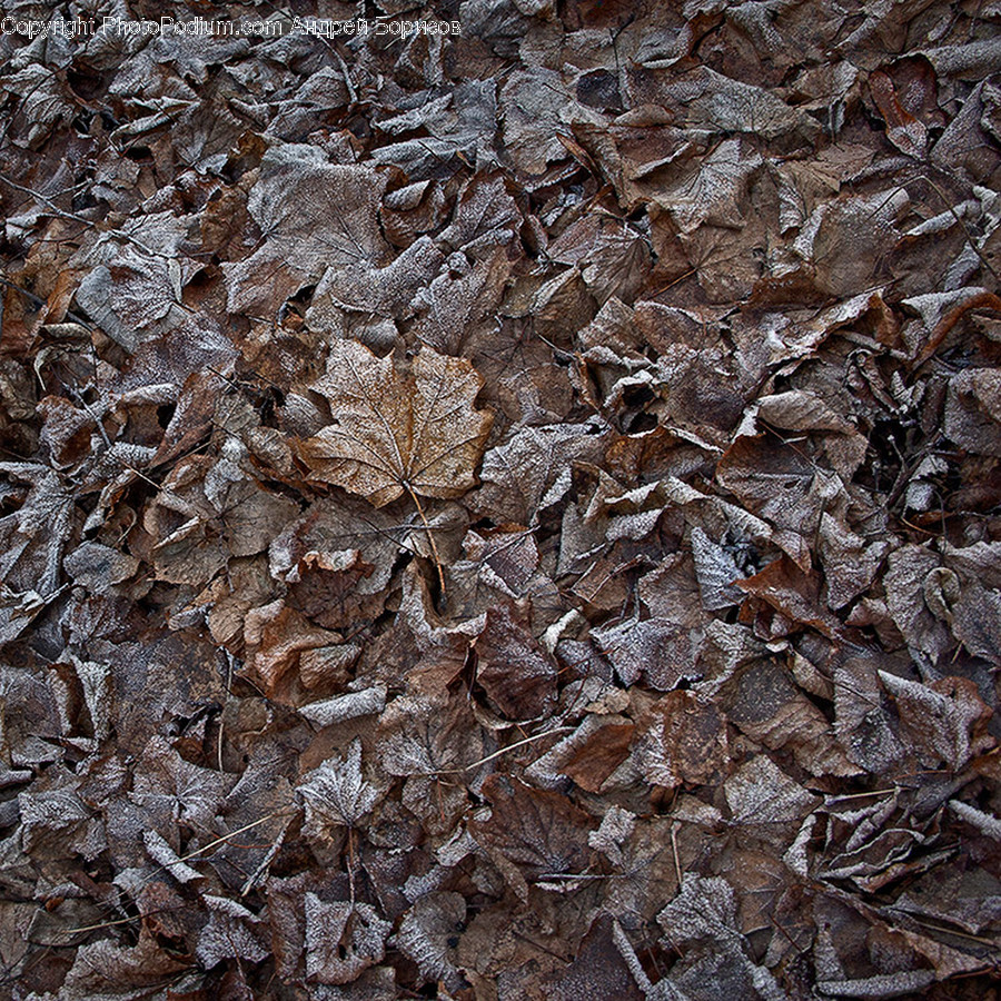 Plant, Leaf, Ground, Ice, Outdoors