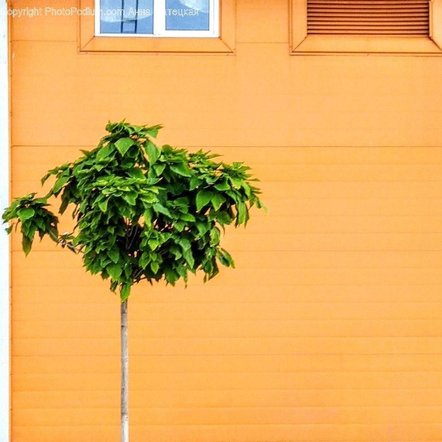 Home Decor, Plant, Window, Tree, Curtain