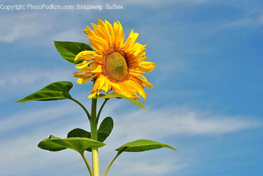 Plant, Flower, Blossom, Sunflower