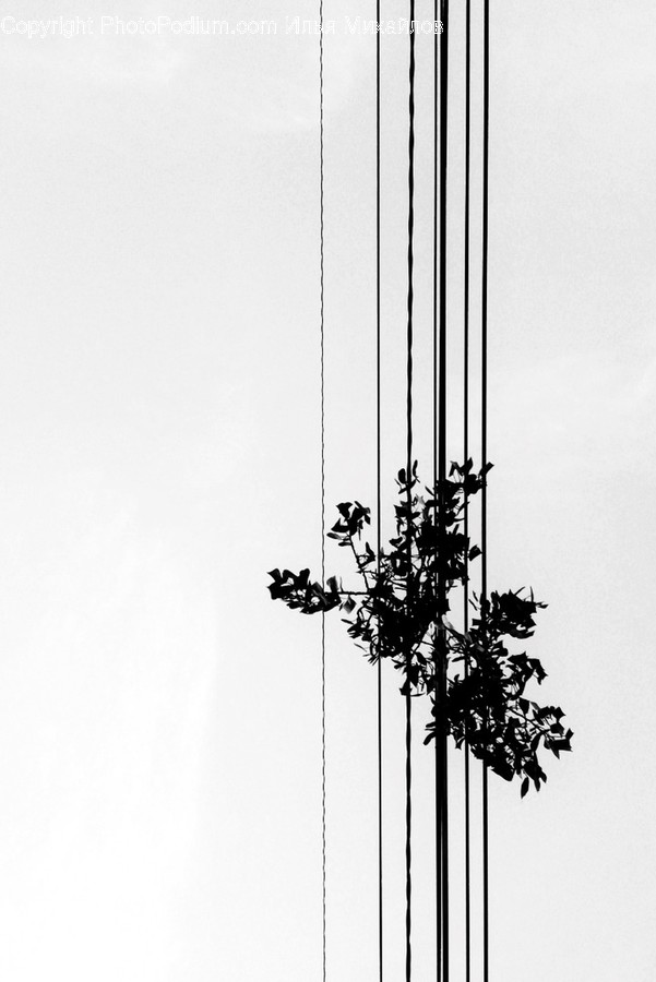 Utility Pole, Silhouette, Plant, Leaf, Steeple