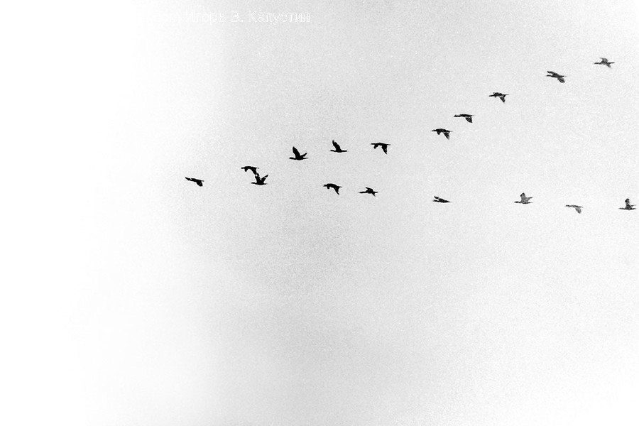 Flying, Bird, Animal, Flock