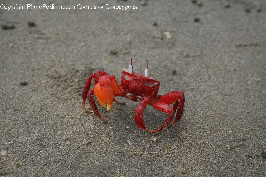 Food, Animal, Seafood, Lobster, Sea Life