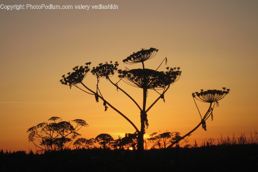 Nature, Silhouette, Outdoors, Grassland, Savanna