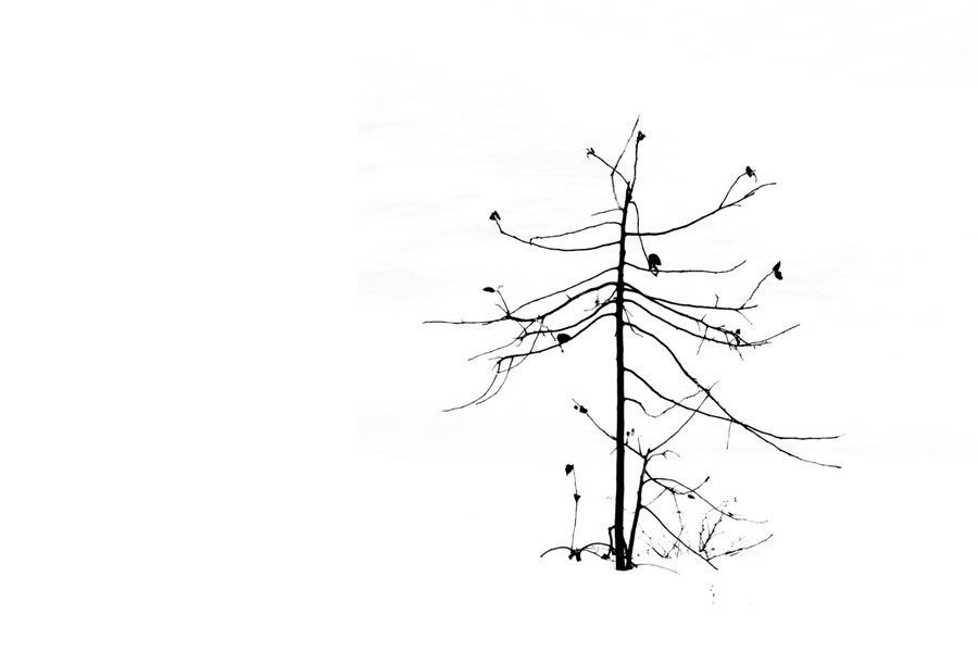 Tree, Plant, Bird, Animal, Utility Pole