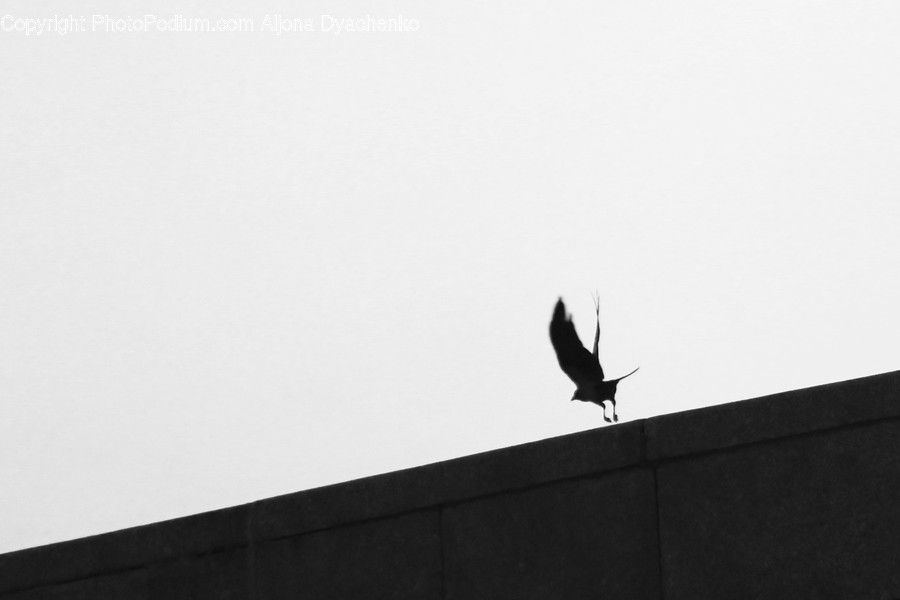 Bird, Animal, Flying, Silhouette, Swallow