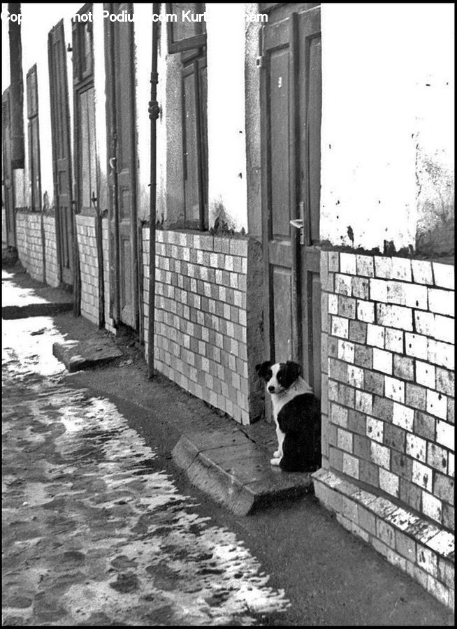 Alley, Alleyway, Road, Street, Town, Animal, Canine