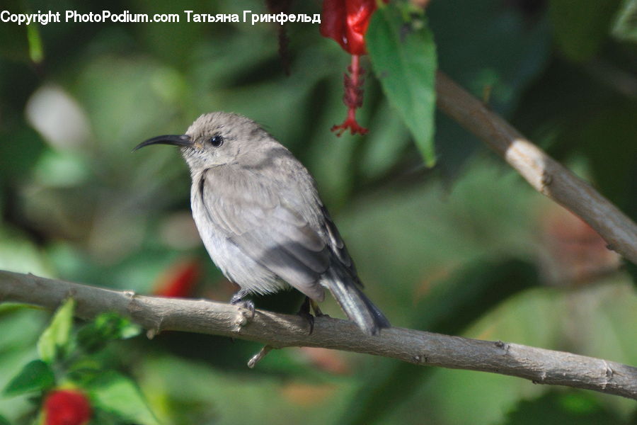 Bird, Wren