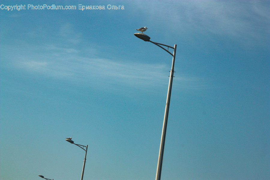 Lamp Post, Bird, Animal