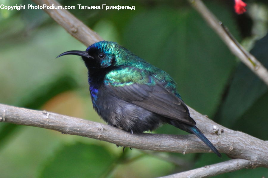 Bird, Hummingbird, Bee Eater, Blossom, Flora, Flower, Plant