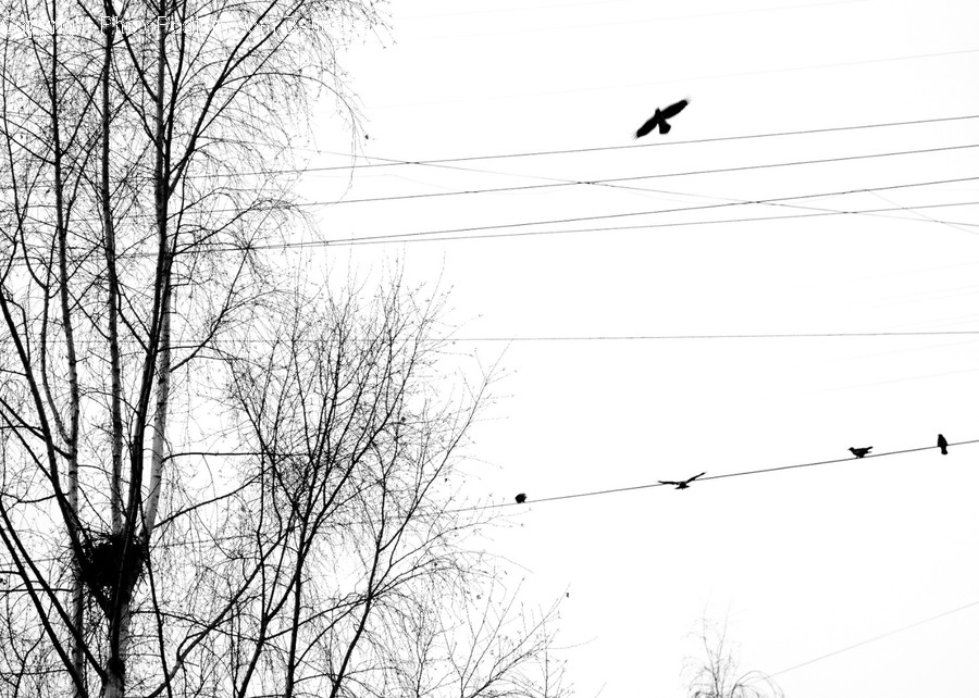 Bird, Animal, Cable, Power Lines, Utility Pole