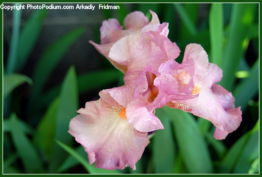 Flora, Flower, Gladiolus, Plant, Iris, Blossom