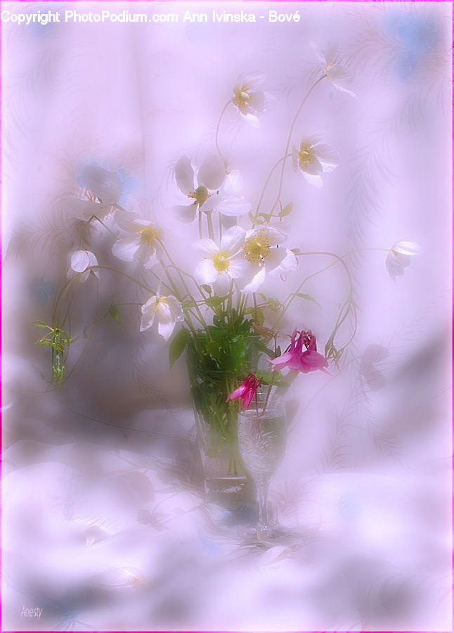 Blossom, Flower, Lilac, Plant, Flora, Cosmos, Flower Arrangement