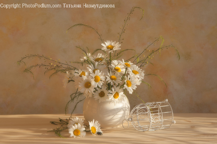 Plant, Ikebana, Flower, Flower Arrangement, Jar