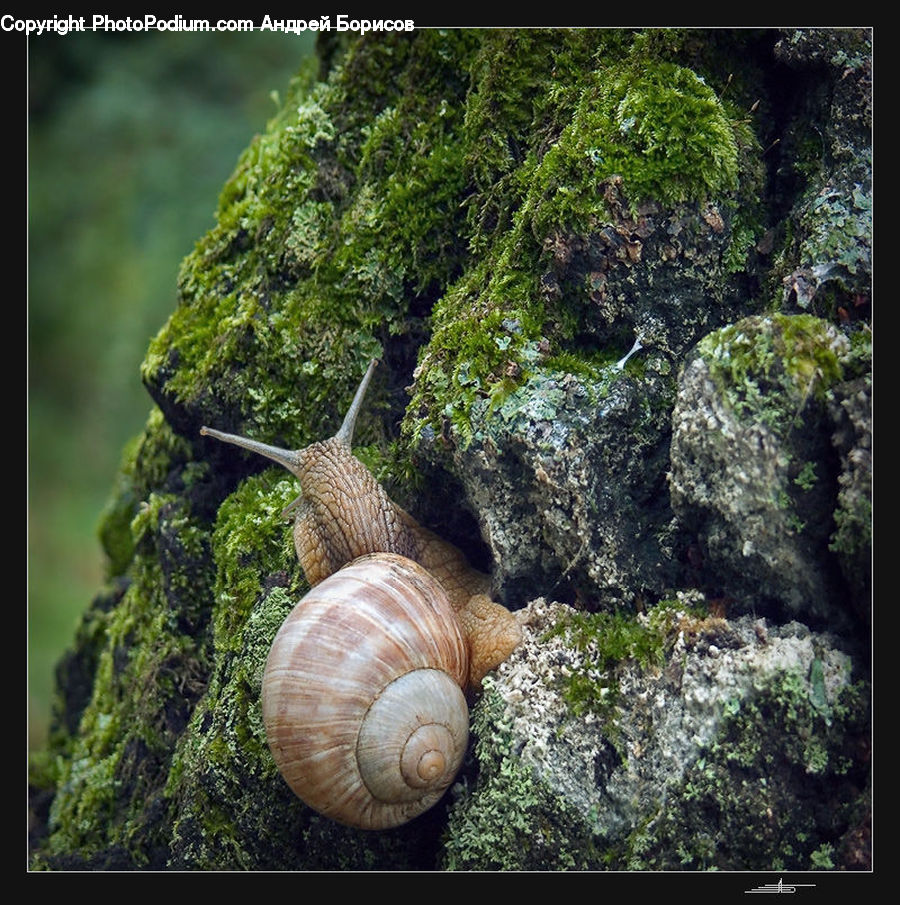 Invertebrate, Snail, Conifer, Fir, Pine, Spruce, Wood