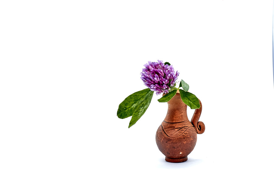 Plant, Vase, Pottery, Jar, Blossom