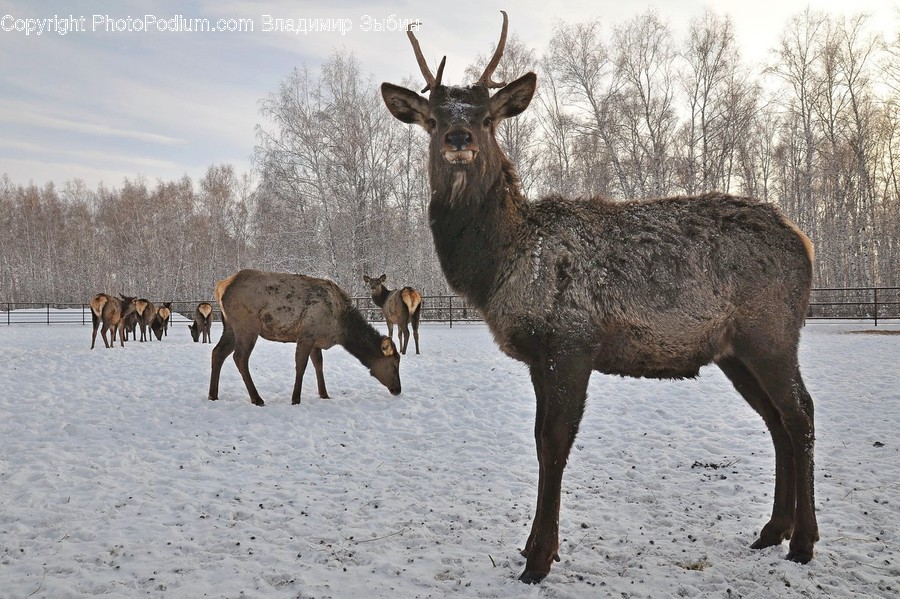 Elk, Wildlife, Deer, Animal, Mammal